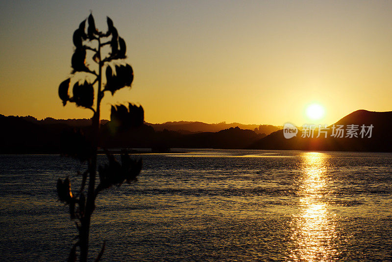 Harakeke Silhouette by Dusk, Aotearoa/新西兰